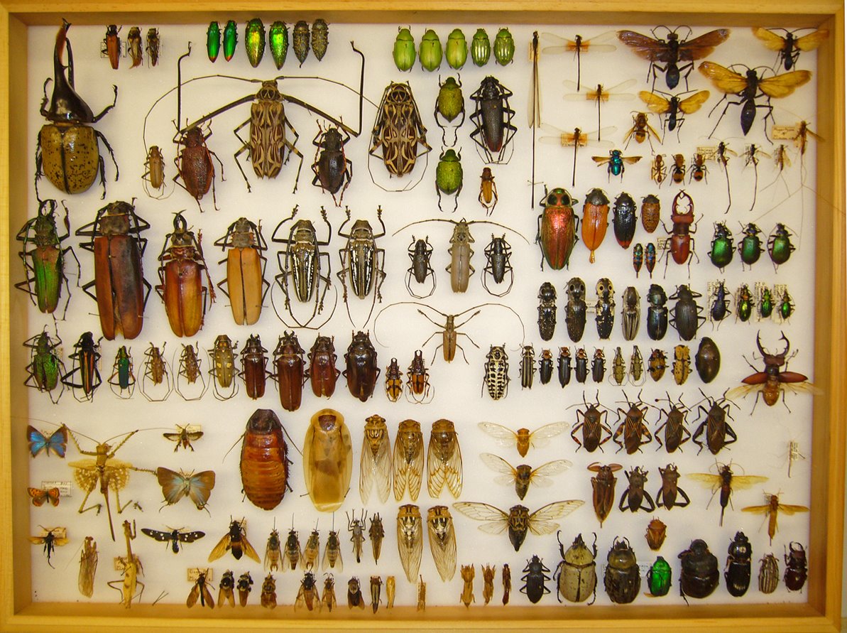 Insect Taxonomy Collection Taxonomy: Ruling the kingdoms of life - The Universal Story